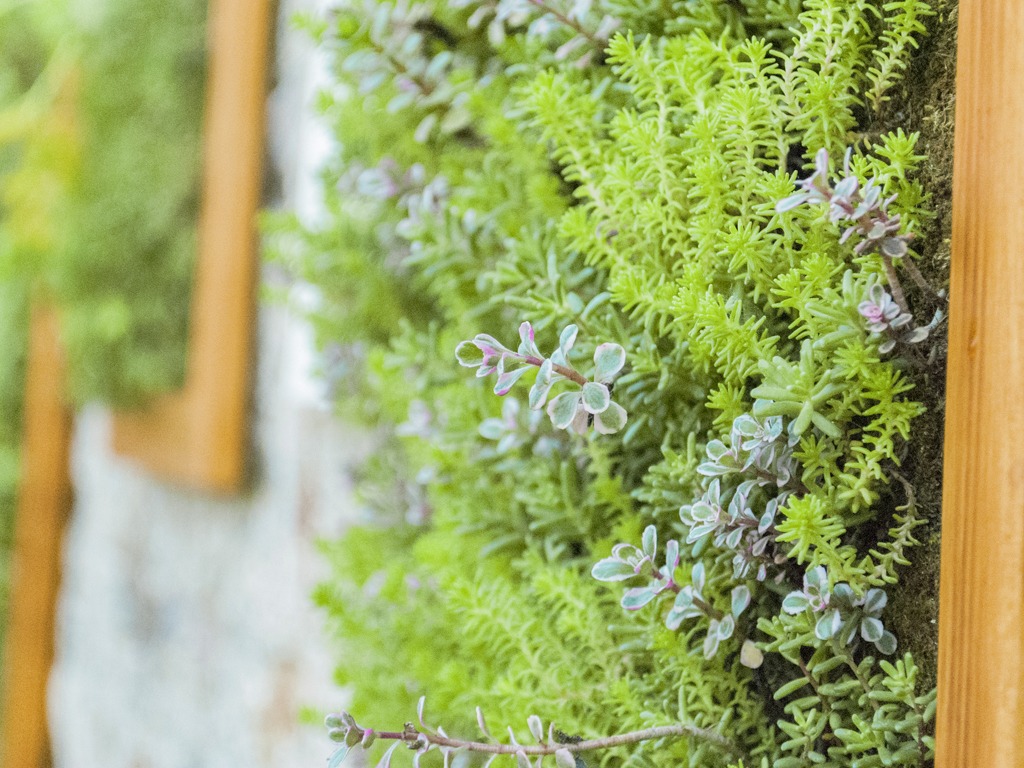 I benefici di un giardino verticale in casa